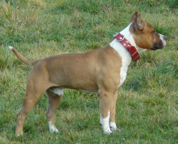 NOT LIKE THE OTHER DOGS Salamanka | American Staffordshire Terrier 