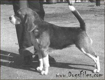 Daragoj Double Pleasure | Beagle 