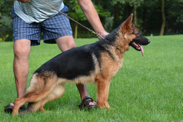 Chiwa Panatax | German Shepherd Dog 