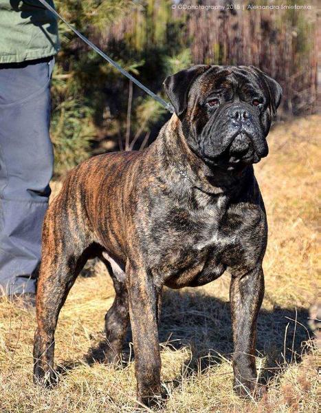 Full House Alexander The Great | Bullmastiff 