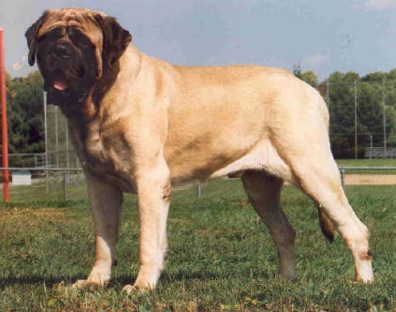 Iron Hills Warwagon | Mastiff 