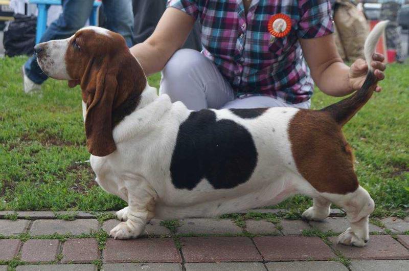 Priscilla Od Berounky | Basset Hound 