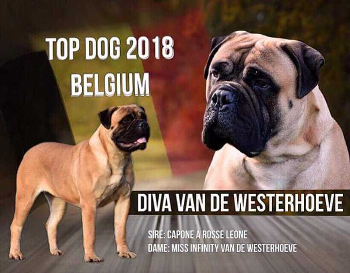 PERFECT DIVA VAN DE WESTERHOEVE | Bullmastiff 