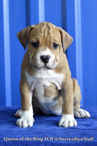 Queen of the Ring TCB iz Sozvezdiya Staff | American Staffordshire Terrier 