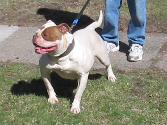 GBK's Berlin of Bloodlines(AmericanBulldog) | Olde English Bulldogge 