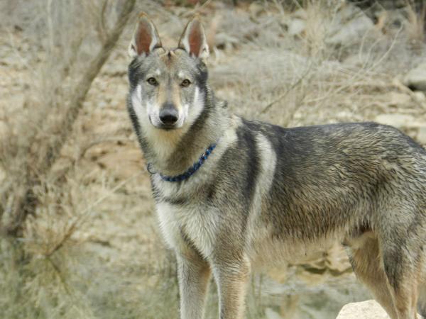 Caos la Llamada del Lobo | Czechoslovakian Wolfdog 