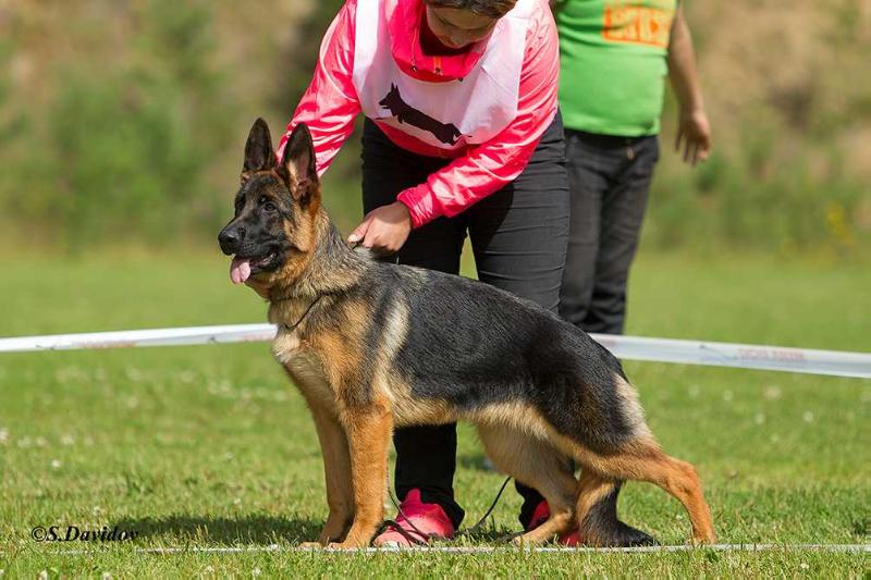 Zavist Bogov Olimpiya | German Shepherd Dog 