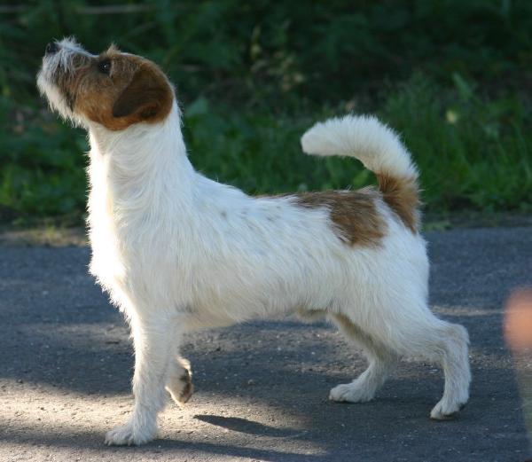 Bluebonnet's Cape Otway | Jack Russell Terrier 