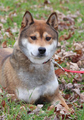 Hondo | Shiba Inu 