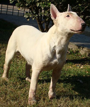 Gala de Coraje | Bull Terrier 