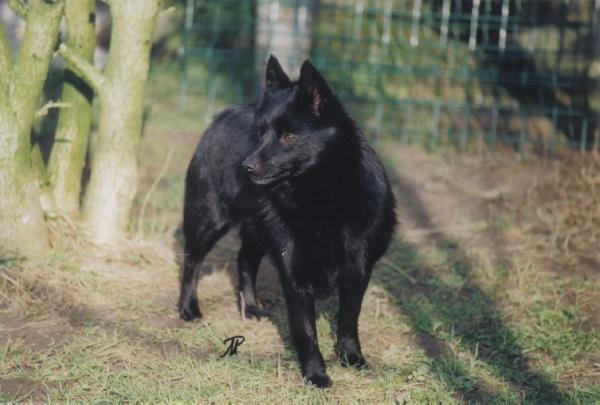 Isatis d'Aquila Meldensis | Schipperke 