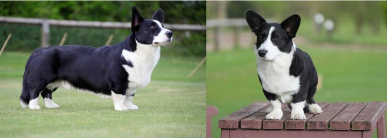 Wildcard Bandit | Cardigan Welsh Corgi 