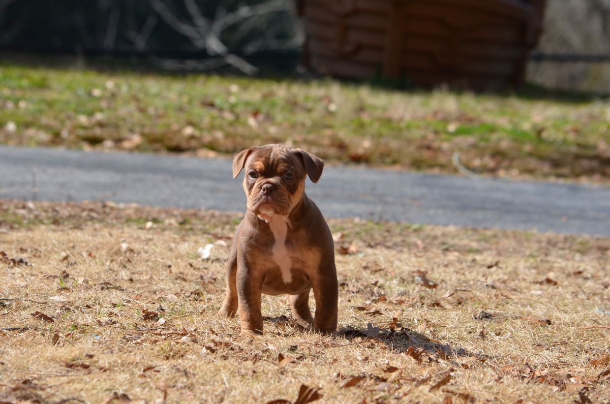 KHAOS' ROME WASN'T BUILT IN A DAY | Olde English Bulldogge 