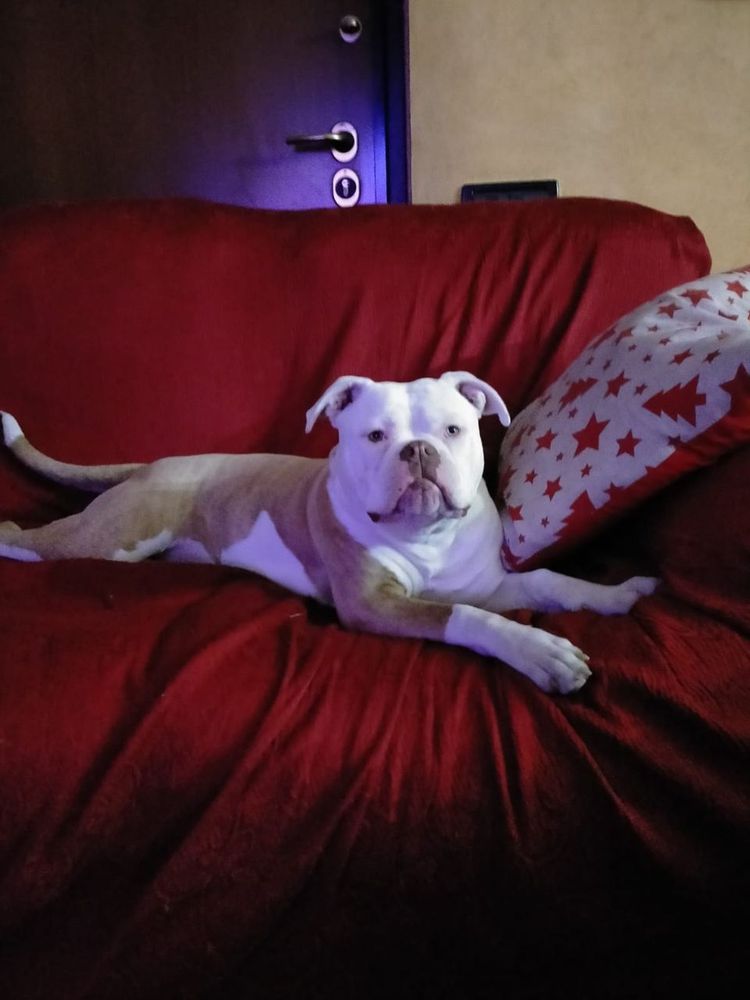 Sanguebulls Regina | American Bulldog 