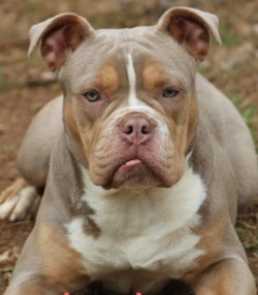 Blacksmith's Lola | Olde English Bulldogge 