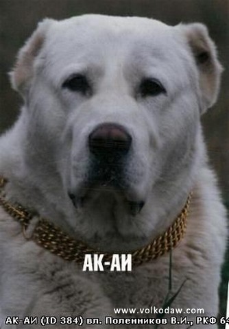 Ak-Ai | Central Asian Shepherd Dog 