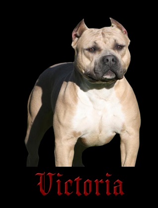 Trueline-Victoria Castanon | American Pit Bull Terrier 
