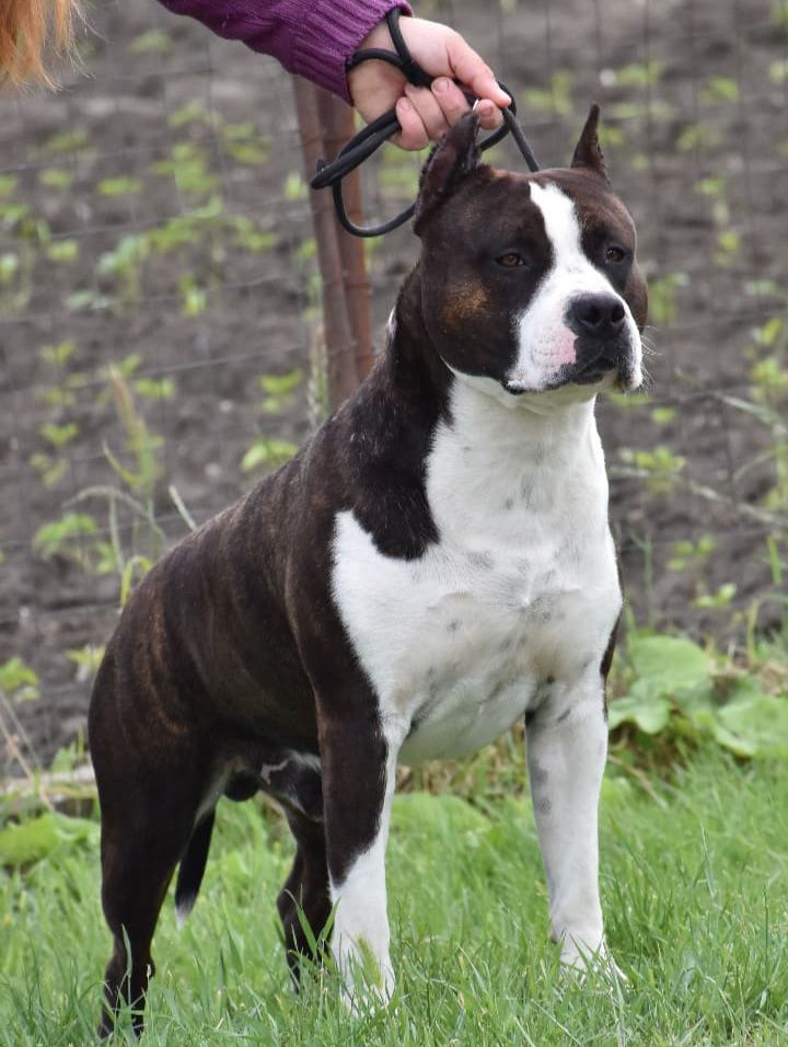 Armageddon Sonas | American Staffordshire Terrier 