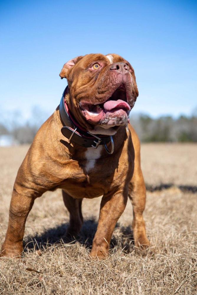 XSB's Kush of SSOB | Olde English Bulldogge 