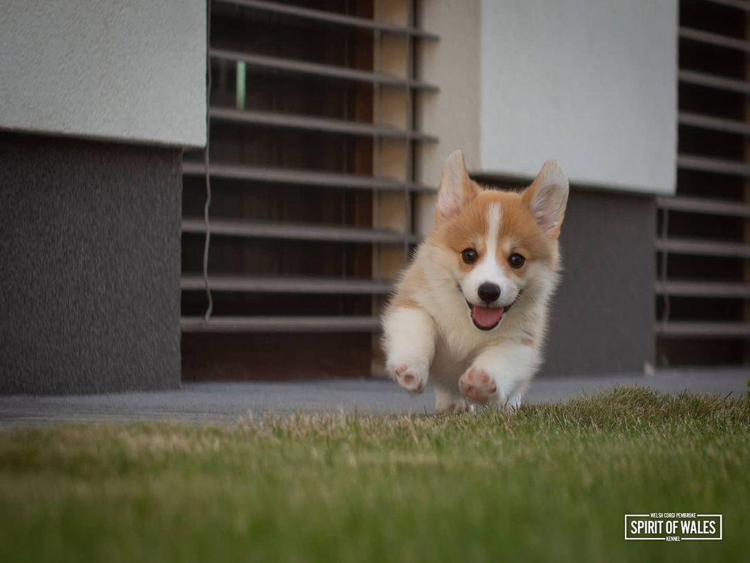 Dexter Spirit of Wales | Pembroke Welsh Corgi 