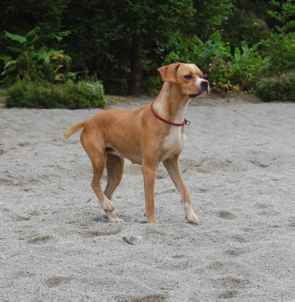 Abrotea Tojos e Rosmaninhos | Portuguese Pointer 