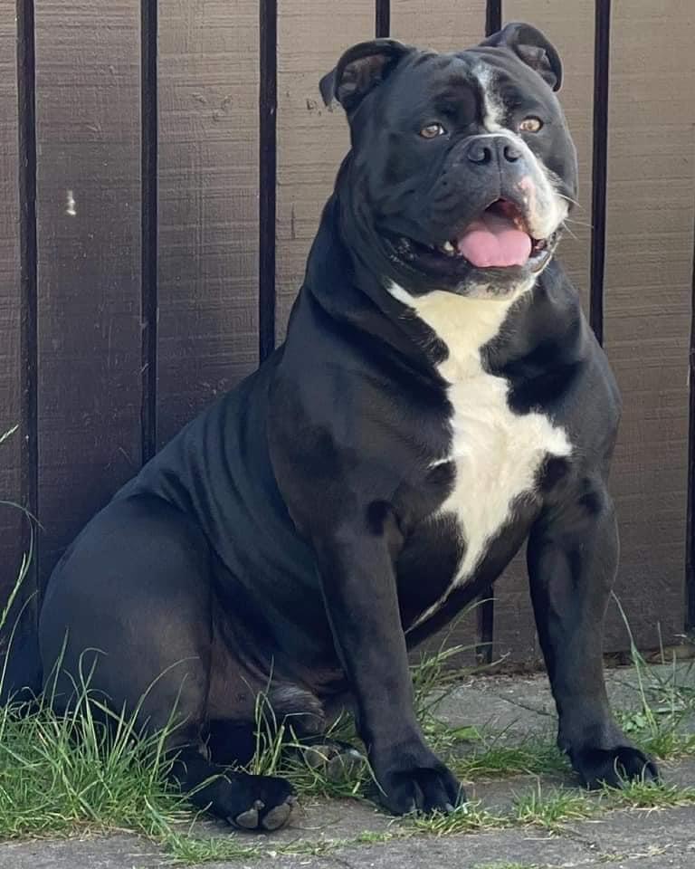 Stjernkvists Inferno | Olde English Bulldogge 