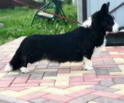 Korolevstvo Gornyh Psov Vellington | Cardigan Welsh Corgi 