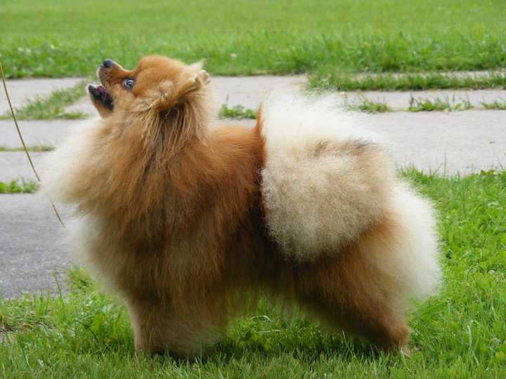 Fliperis Visada Kartu | German Spitz 