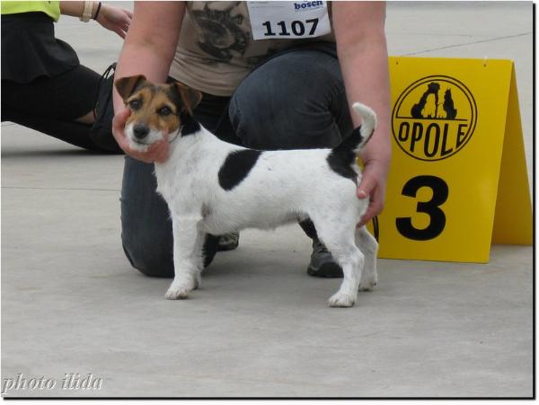 BLACK MAGIC WOMAN Biala Sfora | Jack Russell Terrier 