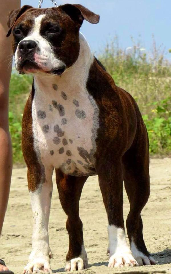 Copyright Red | American Staffordshire Terrier 