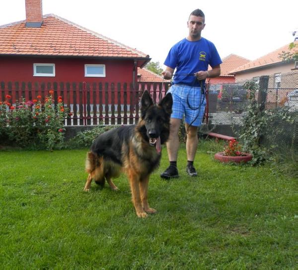 Taira od Tiganjice | German Shepherd Dog 