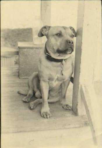 Raynan Jasper | Staffordshire Bull Terrier 