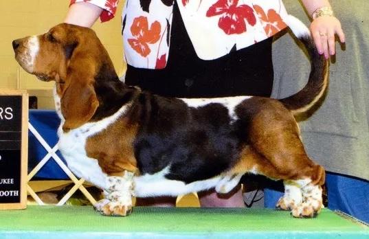 Olde Fashion Ridin' Solo | Basset Hound 