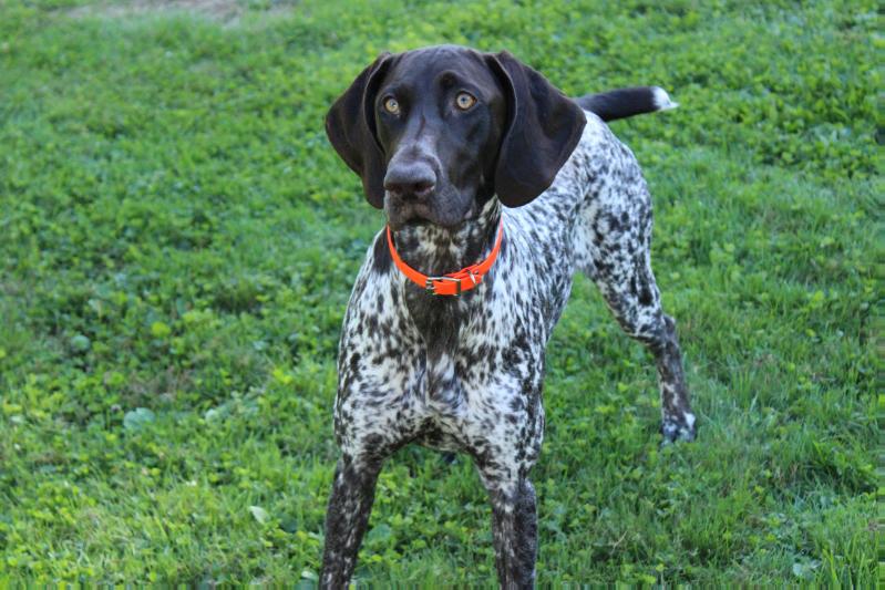 NC's Meira Vom Sage Brush | German Shorthaired Pointer 