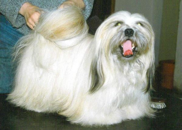 Kiara Ágata Lux | Lhasa Apso 