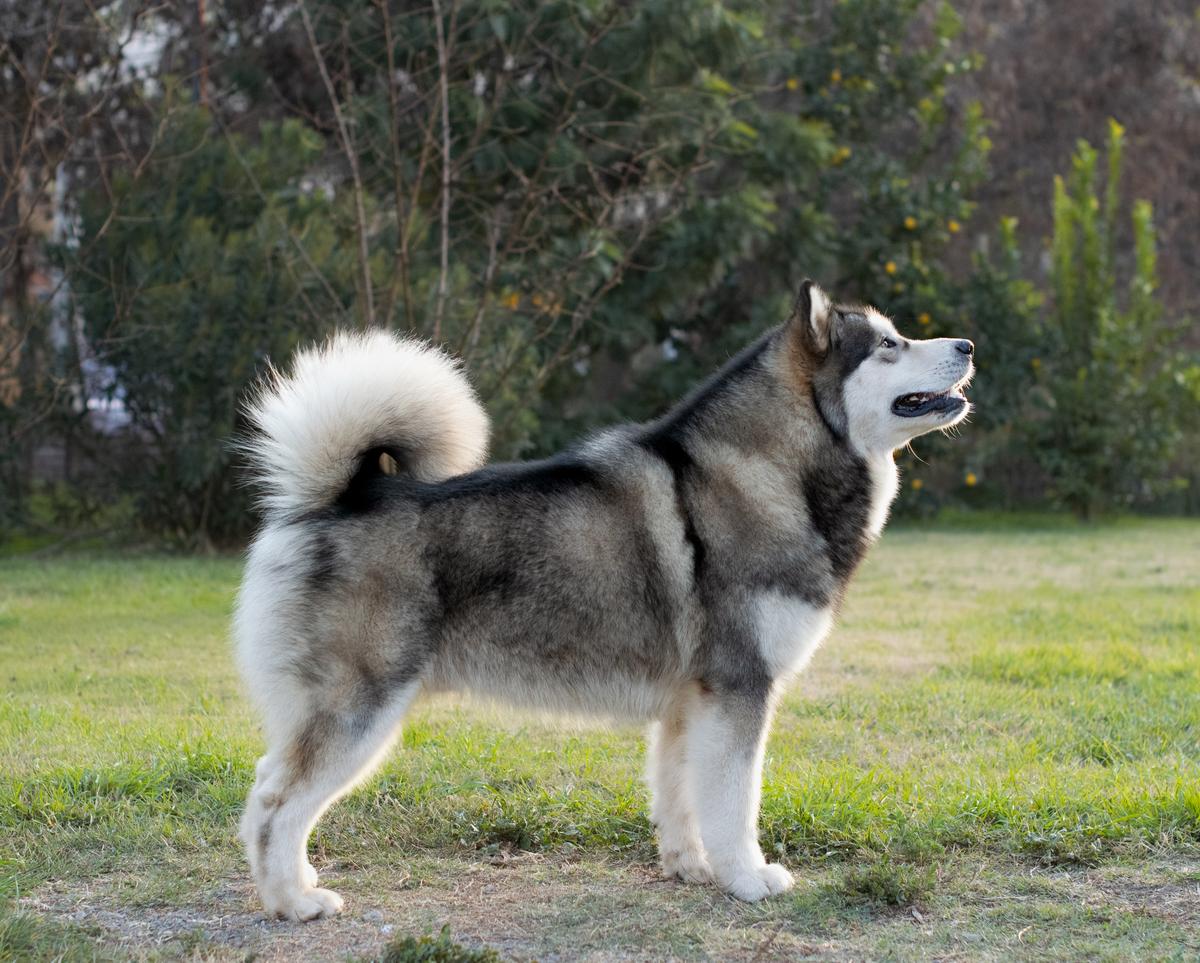 Tifón del Manallay | Alaskan Malamute 