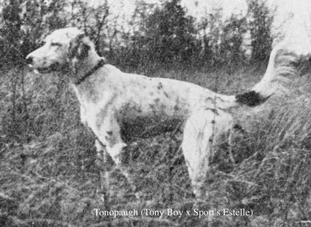 Tonopaugh (Tony Boy x Sport's Estelle) | English Setter 