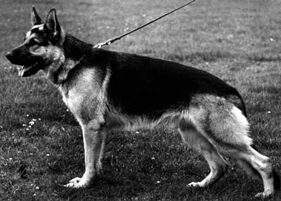 Anderl vom Kleinen Pfahl | German Shepherd Dog 