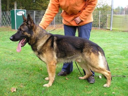 Eros von der Nikolausstraße | German Shepherd Dog 