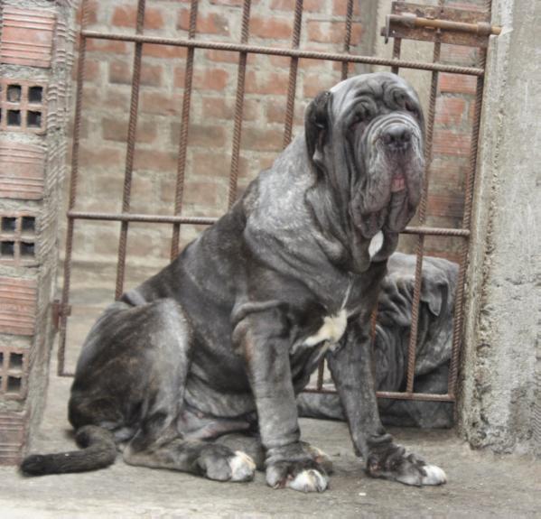 ISSIS DELLA FORZA DEL POLANCO | Neapolitan Mastiff 