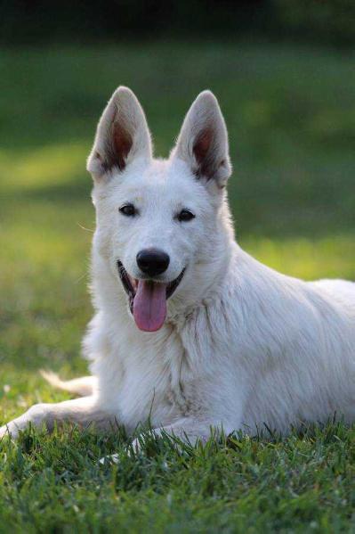 Born to Win Warrior Madfire | White Swiss Shepherd Dog 