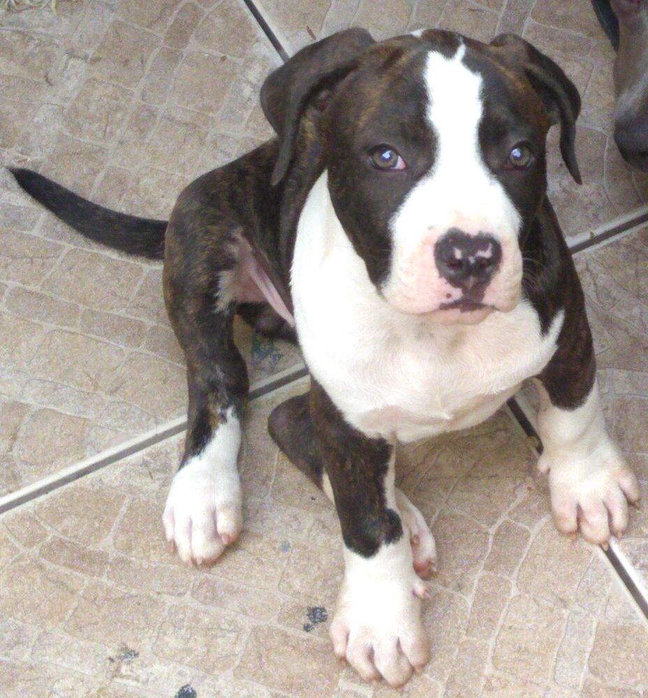 Mallabrigo Queen Kaahumanu a Magnifica | American Staffordshire Terrier 