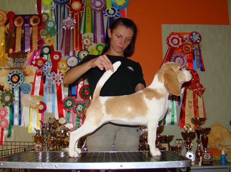 Fonteposca Nova Aura | Beagle 