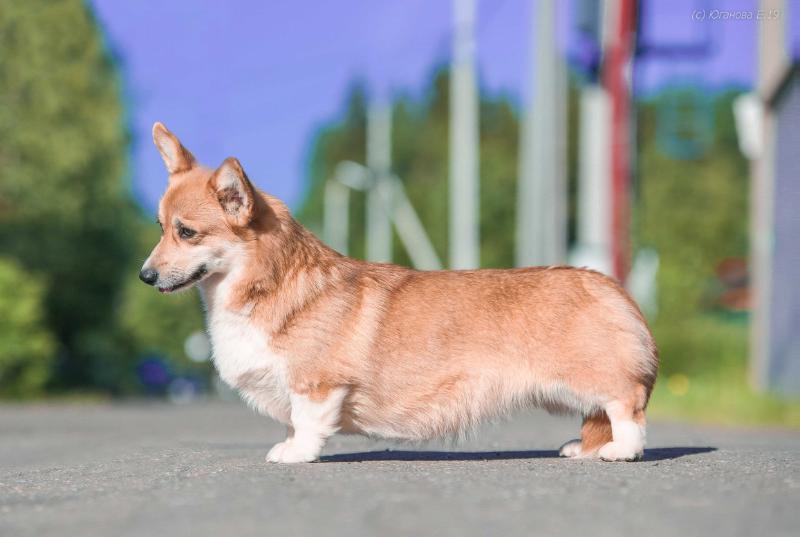 VLATERFOLG LAUREANA CILENTO | Pembroke Welsh Corgi 