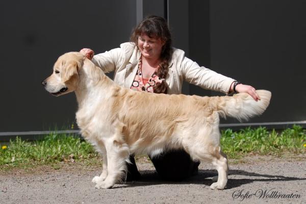 Trewater Tally | Golden Retriever 