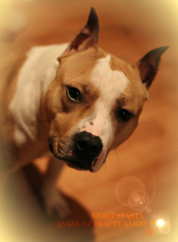 kERRY SPARTA ANGEL OF BEAUTY GLORY WAY | American Staffordshire Terrier 