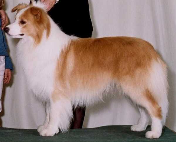 Borderwind Kentucky Gold | Border Collie 