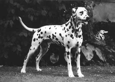 Vinca's FELLOW | Dalmatian 