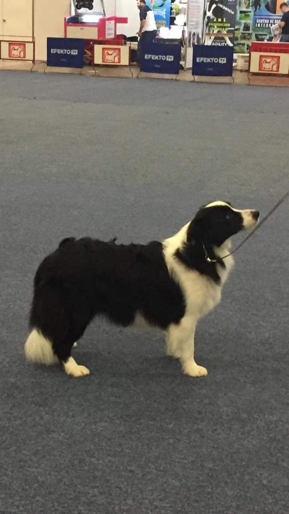 Mystere (Santos) | Border Collie 