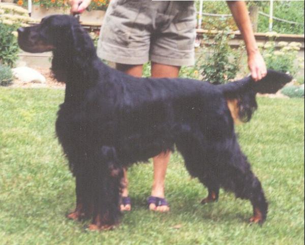 Tri-Sett Bold 'N Brassy | Gordon Setter 